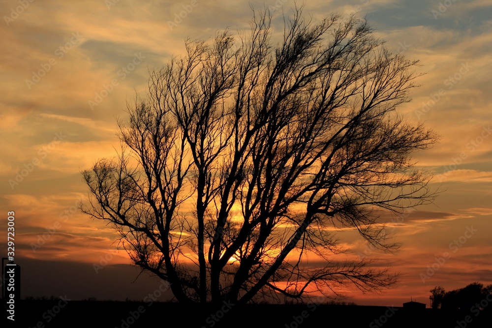 silhouette of a tree at sunset south of Nickerson Kansas USA.