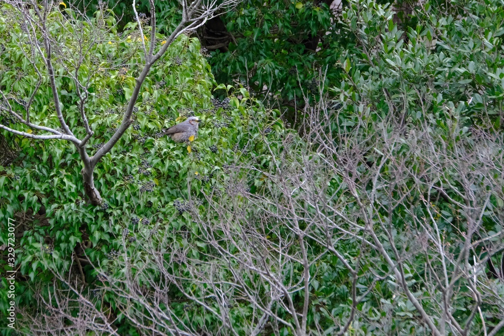 bulbul in forest bulbul in forest