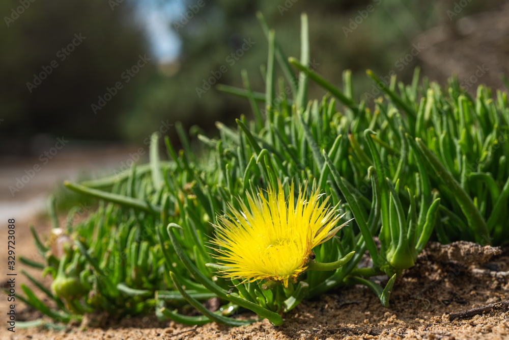 Succulent flowers and sand dunes. Hardy Ice Plant in bloom, California springtime Succulent flowers and sand dunes. Hardy Ice Plant in bloom, California springtime