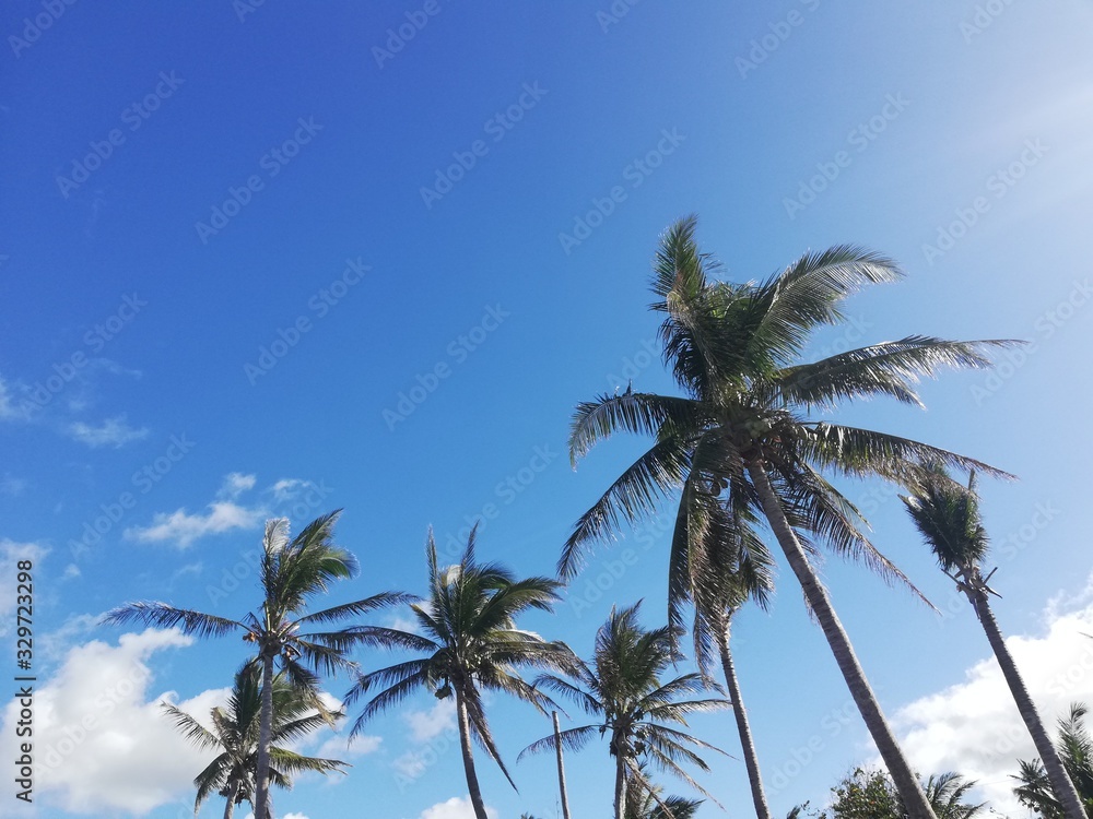 palm trees against blue sky palm trees against blue sky
