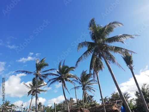 palm trees on beach © Fike2308