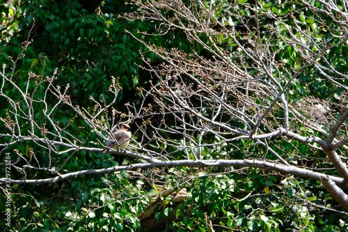 japanese waxwing on branch