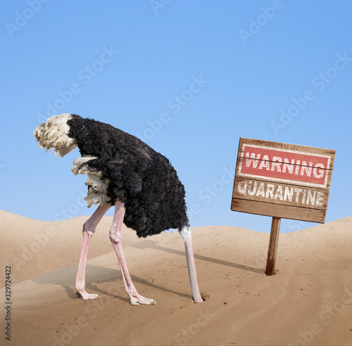 scared ostrich with head in sand near warning quarantine wooden signboard.