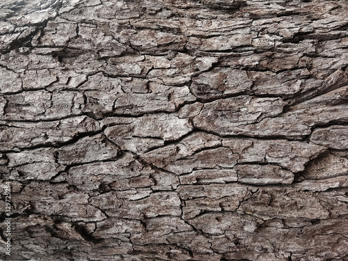 Old tree bark with beautiful patterns for graphic design