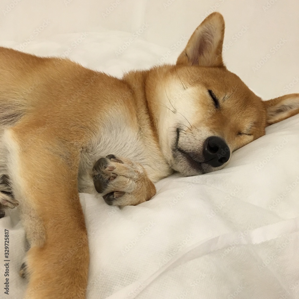 dog sleeping in bed dog sleeping in bed
