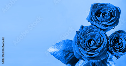 Valokuva Blue roses with dew drops on a classic blue background
