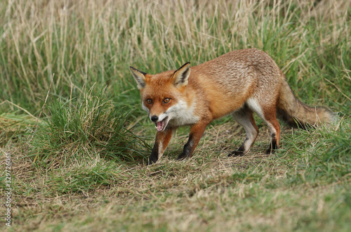 A wild vixen Red Fox, Vulpes vulpes, hunting for food in the long grass. 