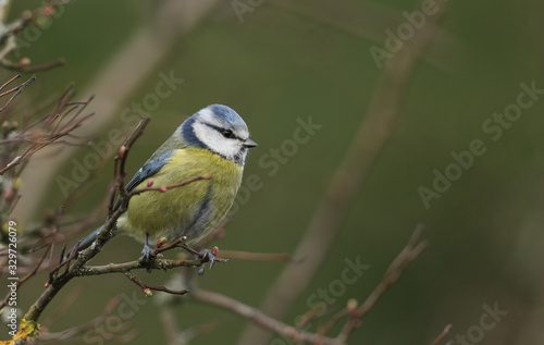 A beautiful Blue Tit perched on a branch of a Hawthorn tree.