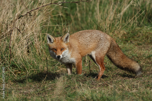 A magnificent hunting wild Red Fox, Vulpes vulpes, standing in a meadow. © Sandra Standbridge