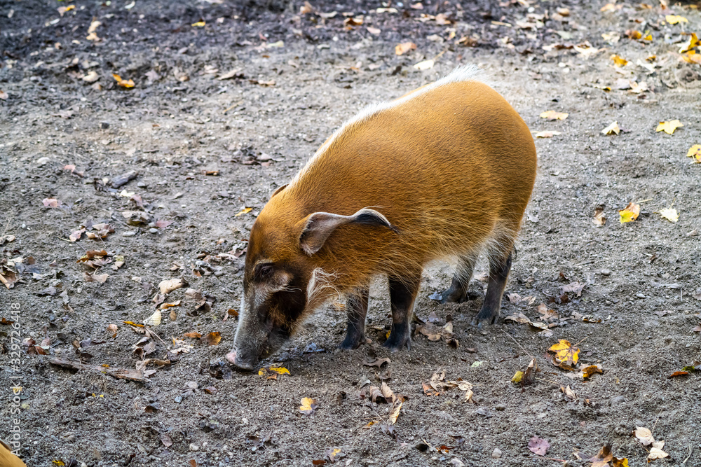 Red river hog, Potamochoerus porcus, also known as the bush pig. Red river hog, Potamochoerus porcus, also known as the bush pig.