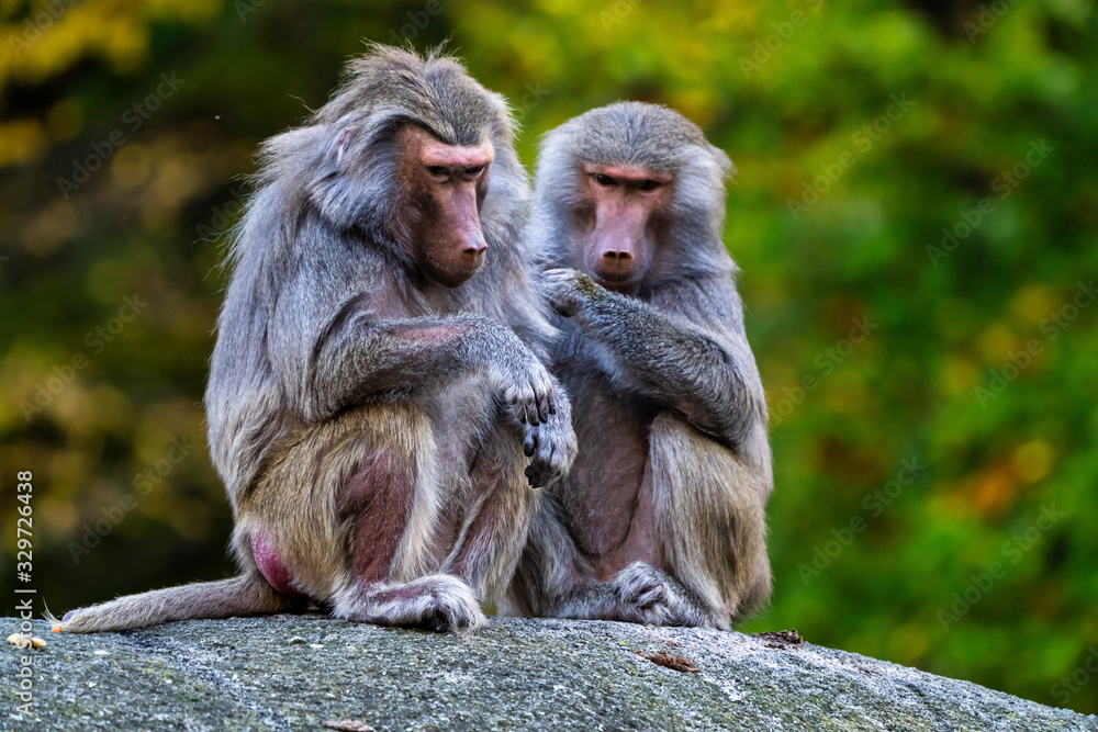 The hamadryas baboon, Papio hamadryas is a species of baboon