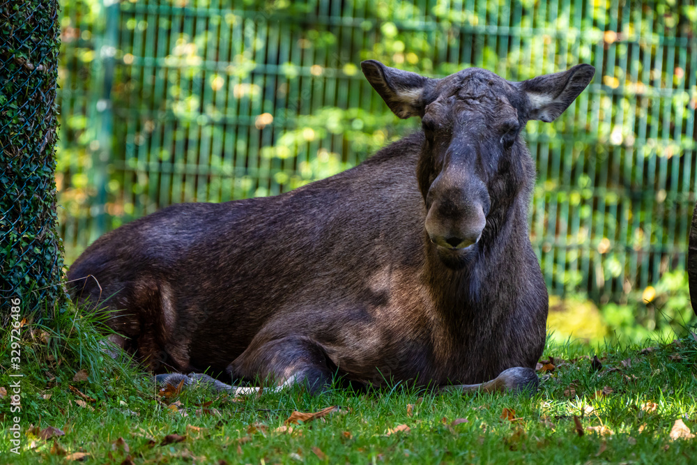 Fototapeta premium European Moose, Alces alces, also known as the elk