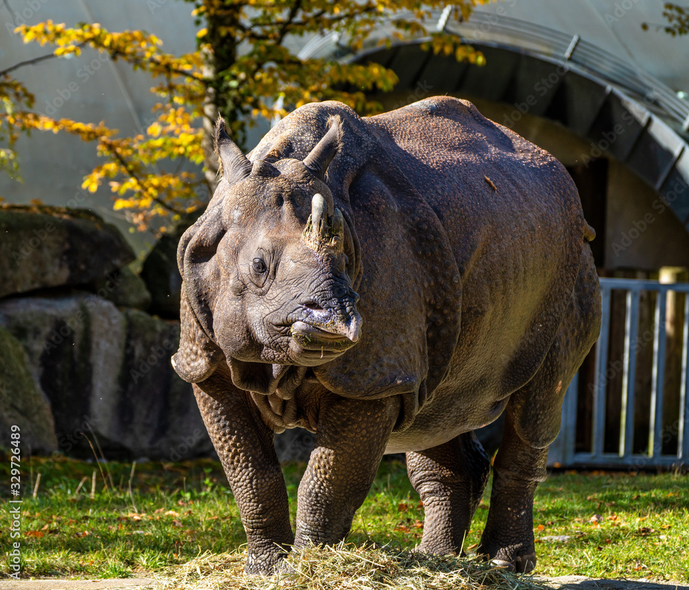 Naklejka premium The Indian Rhinoceros, Rhinoceros unicornis aka Greater One-horned Rhinoceros