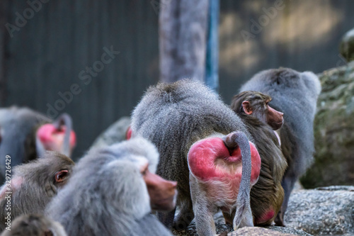 The hamadryas baboon, Papio hamadryas is a species of baboon photo