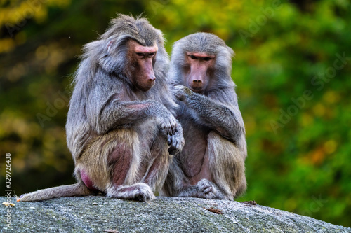 Canvas Print The hamadryas baboon, Papio hamadryas is a species of baboon