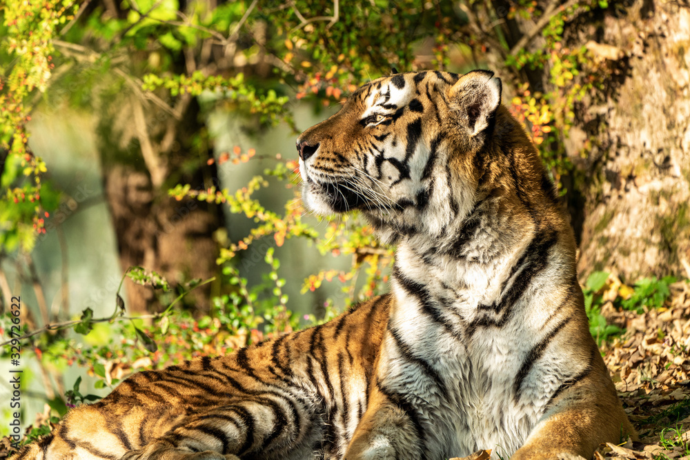 Obraz premium The Siberian tiger,Panthera tigris altaica in the zoo