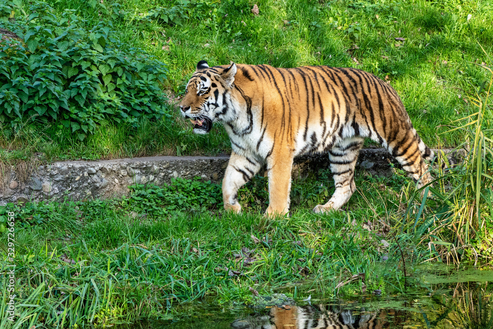 Fototapeta premium The Siberian tiger,Panthera tigris altaica in the zoo