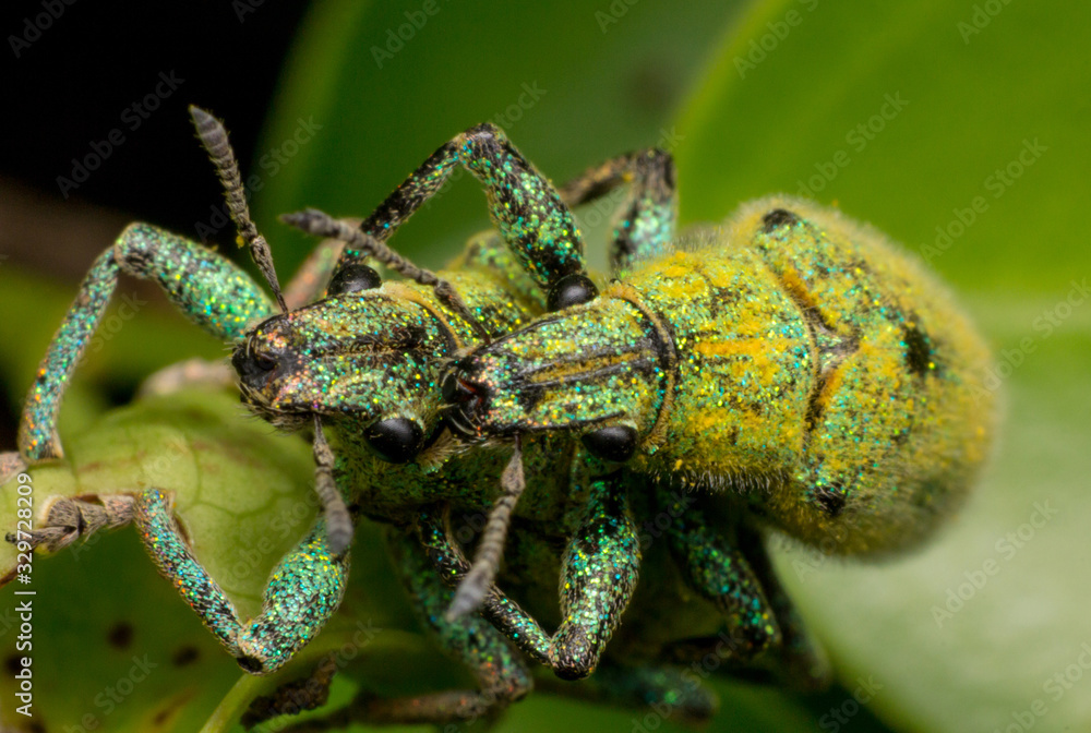 Fototapeta premium the bug in nature, insect in nature, animal in wild