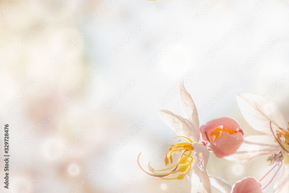 Fototapeta premium the flower in nature background