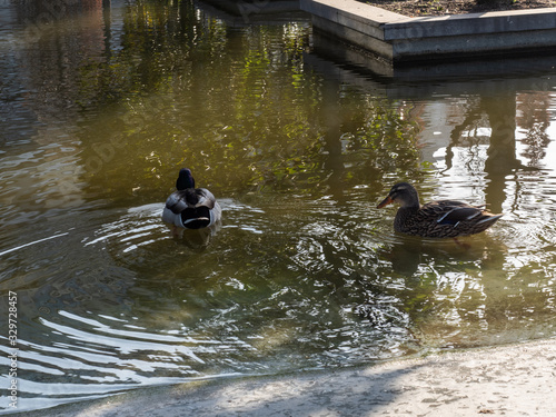 canards dans les jardins André Citroën à Paris