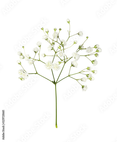 Closeup of small white gyps...