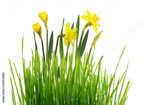 Spring border with fresh green grass and yellow narcissus flowers