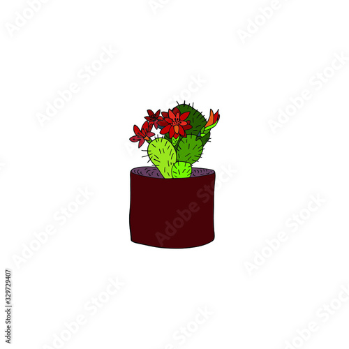 Flowers from Argentina, Peru, Bolivia. Latin name Rebutia. Type of cacti and succulents. Vector illustration drawn by hands on a white background. Inspirational summer design.