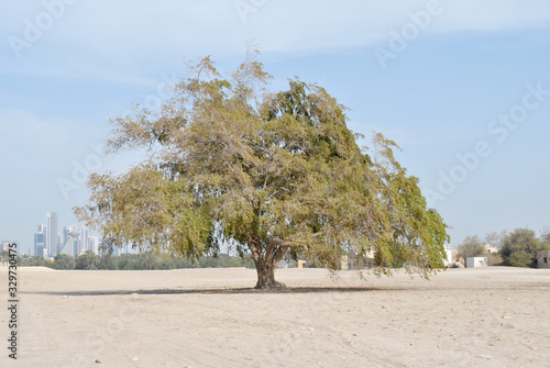 Sidra Tree in the sunny day at Bahrain Fort