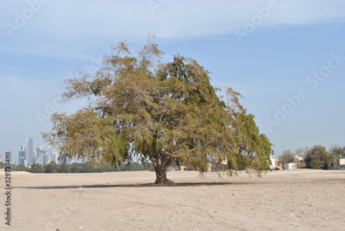 Sidra Tree in the sunny day at Bahrain Fort