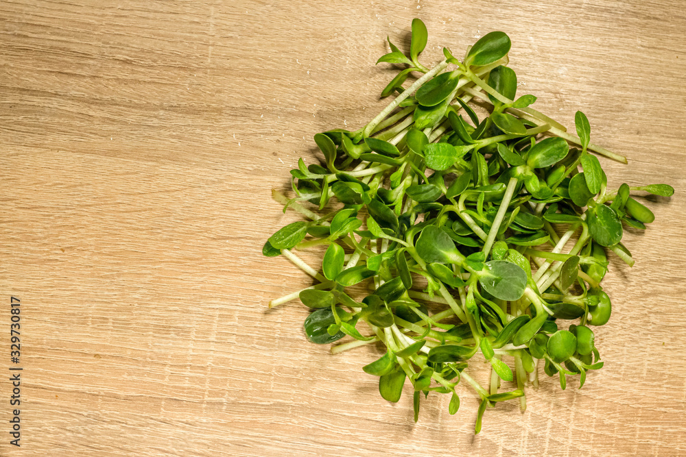 Homegrown sunflower microgreen sprouts on wooden deck top view. Concept of health and growing. Modern gastronomy Homegrown sunflower microgreen sprouts on wooden deck top view. Concept of health and growing. Modern gastronomy