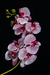 Pink white orchid flower on black background close up..
