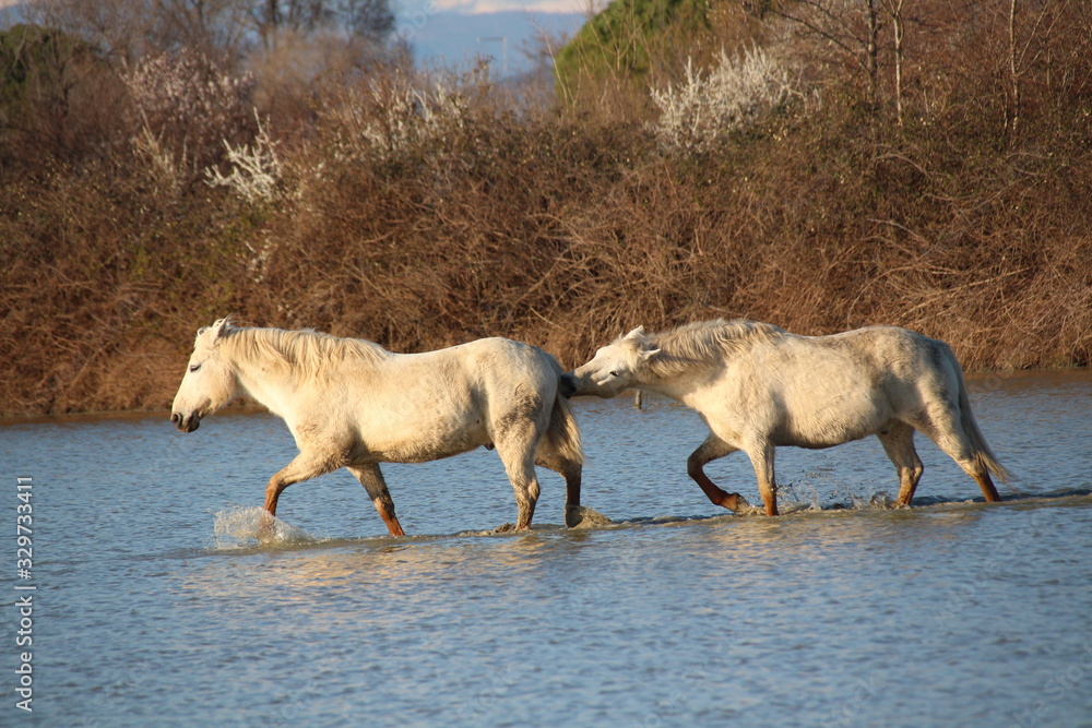 Obraz premium CAVALLO CAMARGUE
