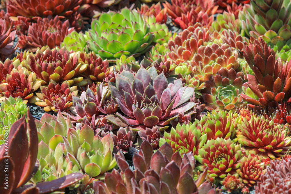Beautiful variety of sempervivum - houseleek plants in a collectors garden collection Beautiful variety of sempervivum - houseleek plants in a collectors garden collection