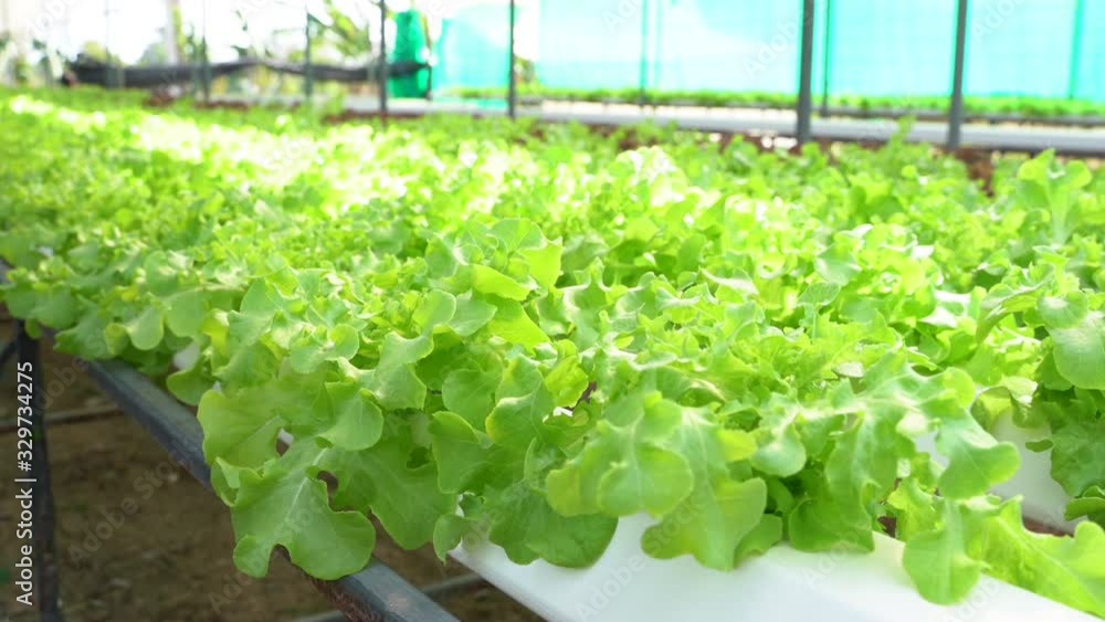 Hydroponics vegetables Green oak lettuce growing in plastic pipes at