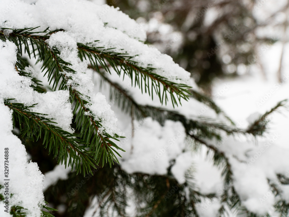 Snow covered fir branches
