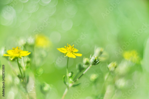 Soft macro focus of a tiny yellow flower in a meadow