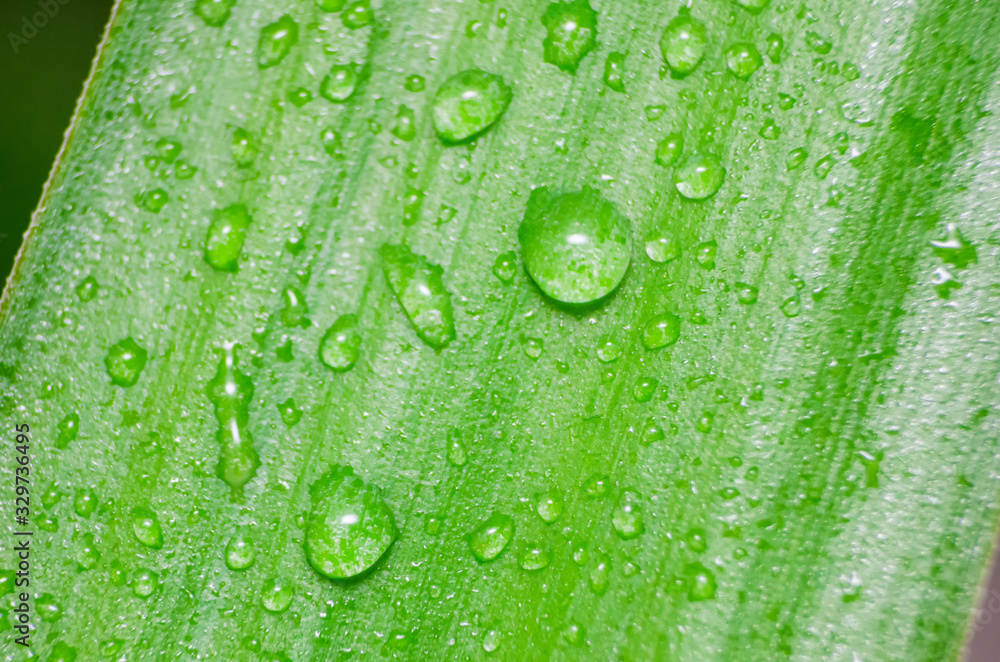 Green leaf with water drops, macro. background