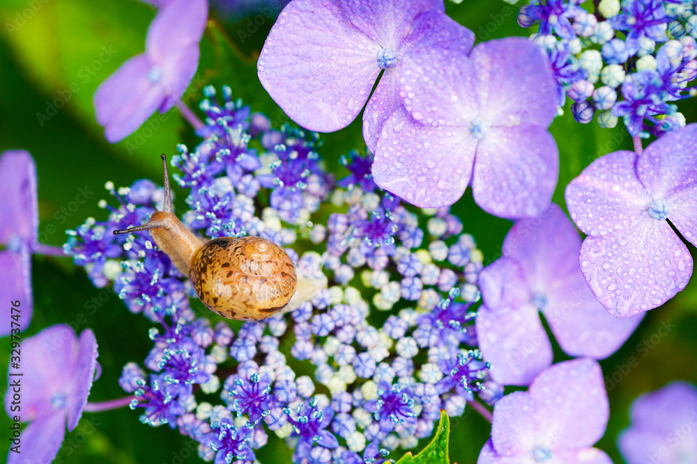紫陽花とカタツムリ（梅雨イメージ）