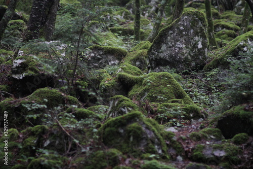 Moss forest_015