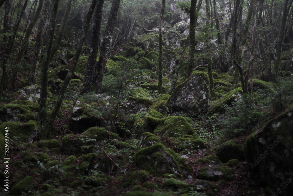 Obraz premium Moss forest_013