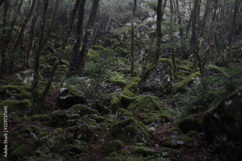 Moss forest_013 © KOJIkun