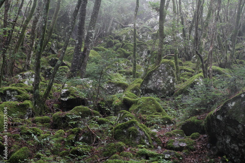 Moss forest_012