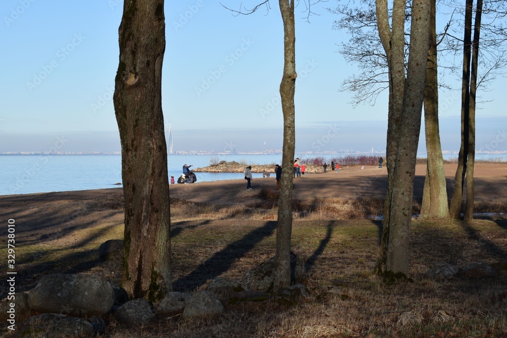 tree on the beach