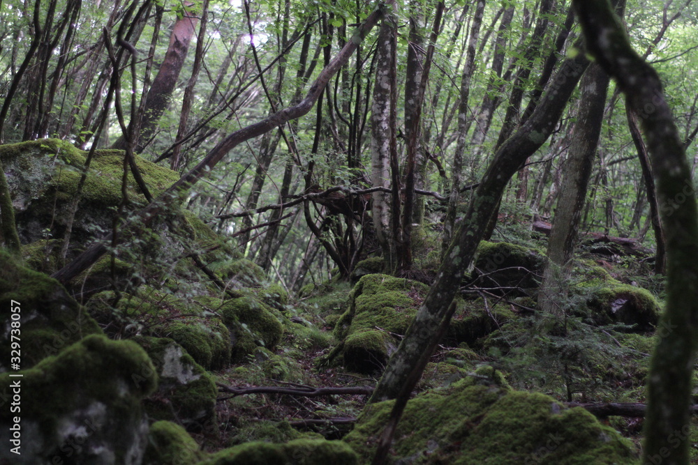 Moss forest_006 Moss forest_006
