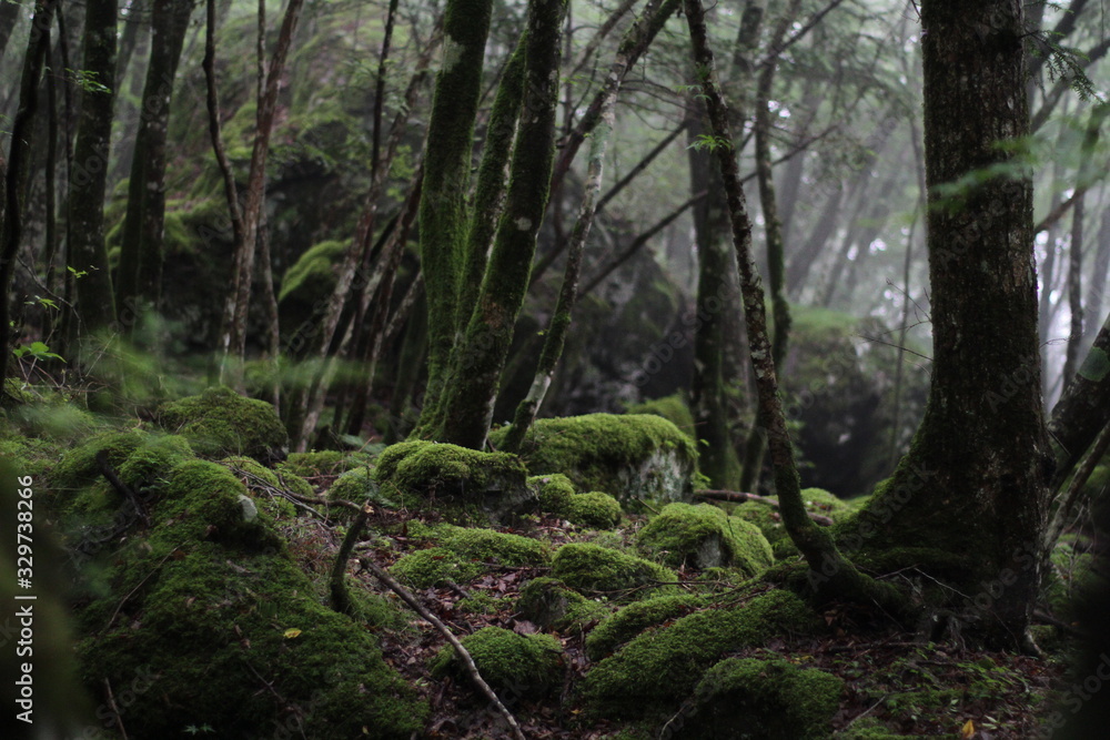 Moss forest_9526