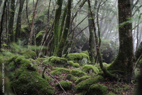 Moss forest_001