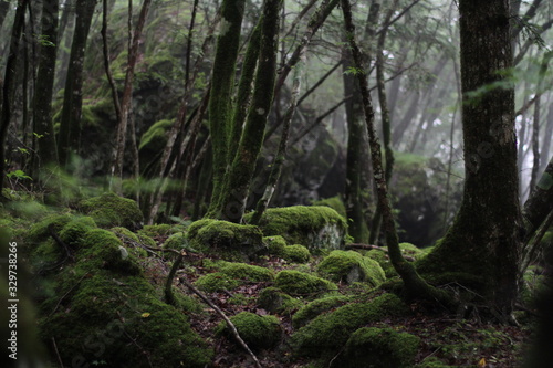 Moss forest_9526