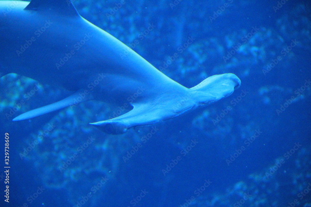 Fototapeta premium シュモクザメの特徴的な頭部