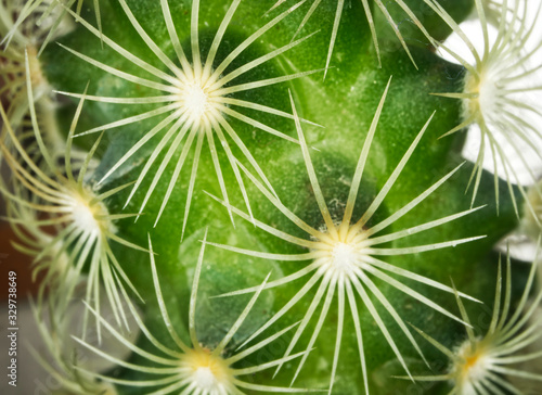 Macrophotography of a succulent plant  impressive green shape like spines