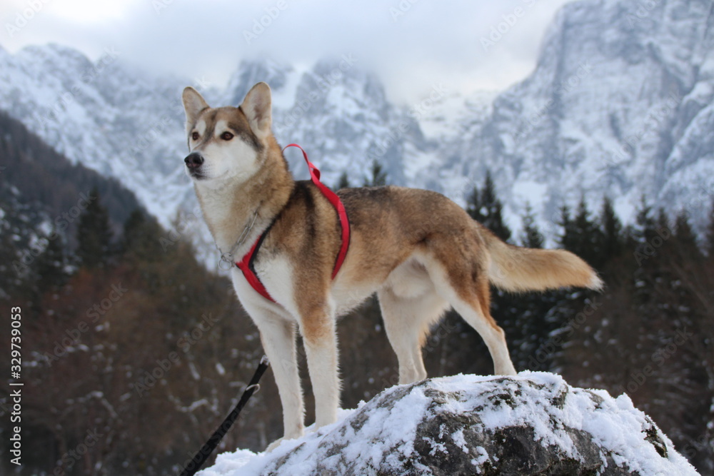 Obraz premium SIBERIAN HUSKY